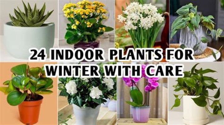 Can you grow plants indoors during winter