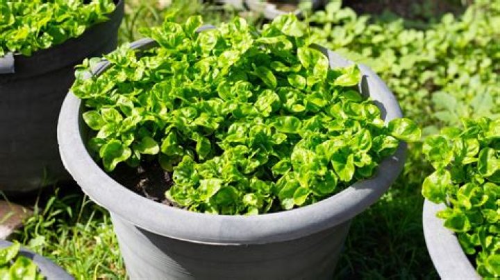 Can you grow spinach in hot weather?