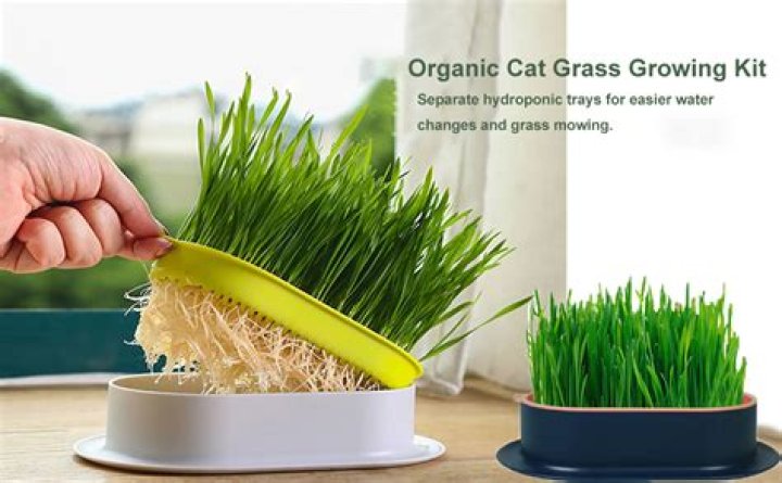 Can you grow wheatgrass in a Sprouter?