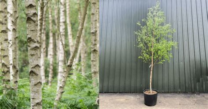 Can you keep a silver birch small