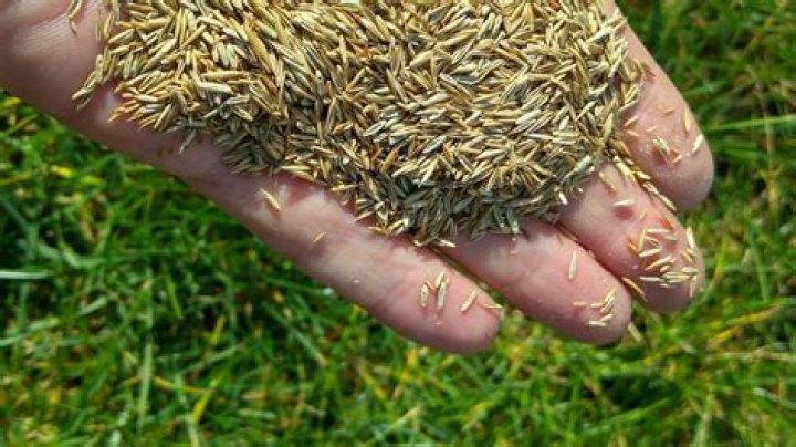 Can you plant Bermuda grass seed in the fall?