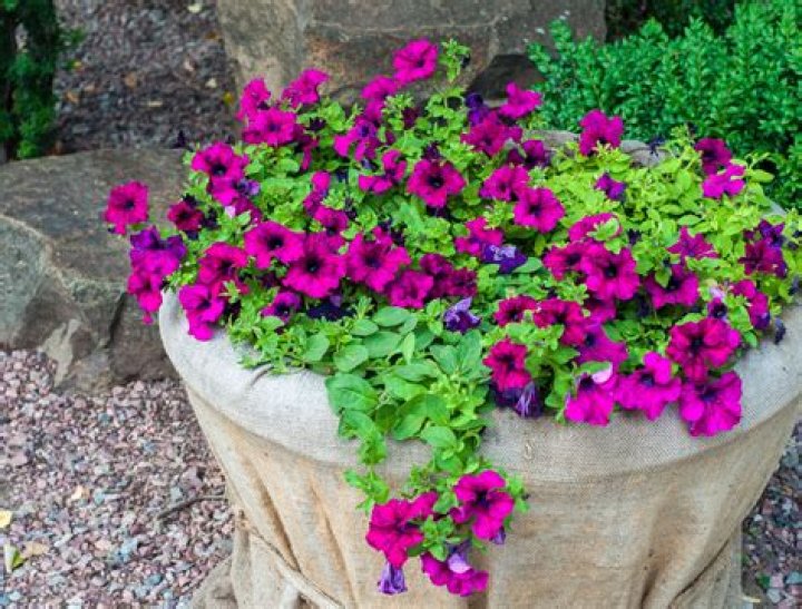 Can you plant morning glories in a hanging basket?