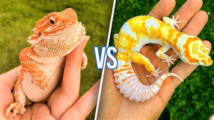 Can you put a gecko and bearded dragon together
