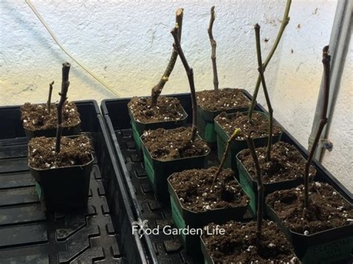 Can you root evergreen cuttings