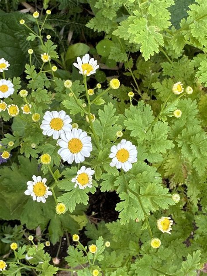Can you take feverfew long term