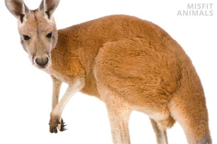 Can you tame a kangaroo?