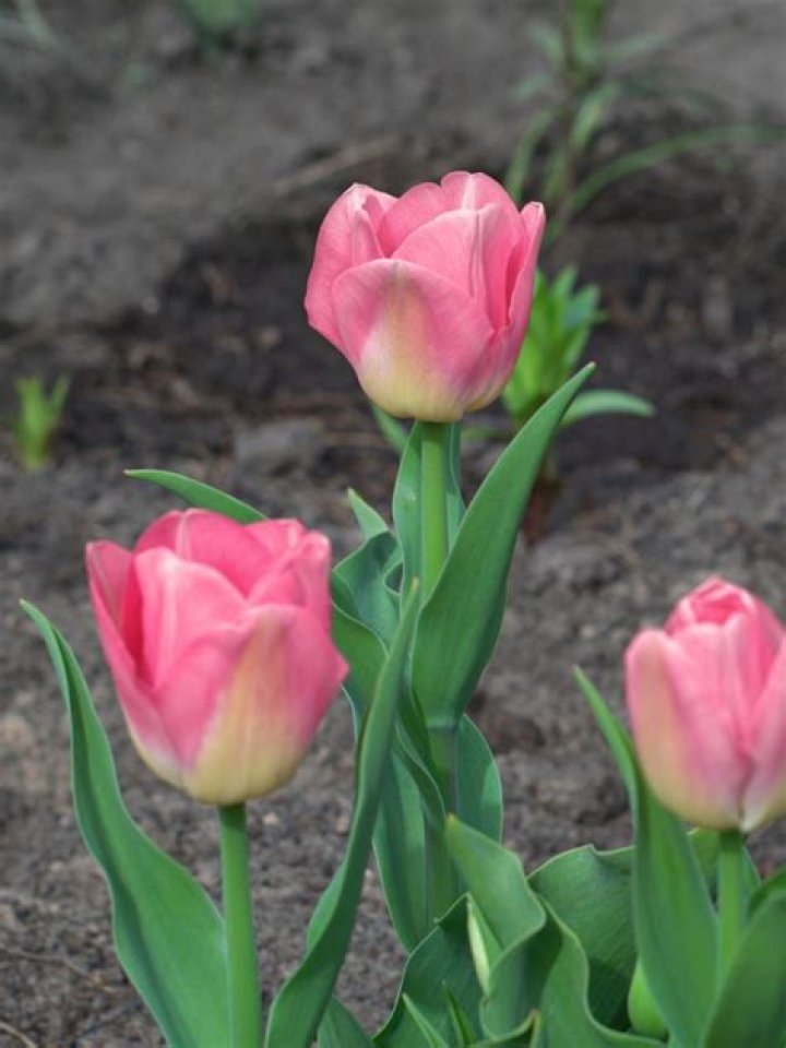 Can you transplant tulips