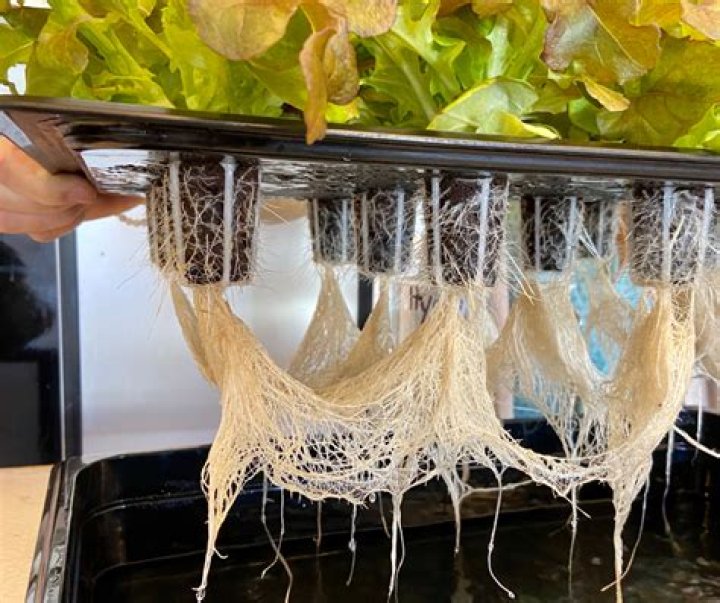 Can you trim water lettuce roots