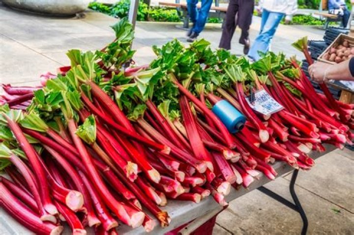 Can you use rhubarb in the fall