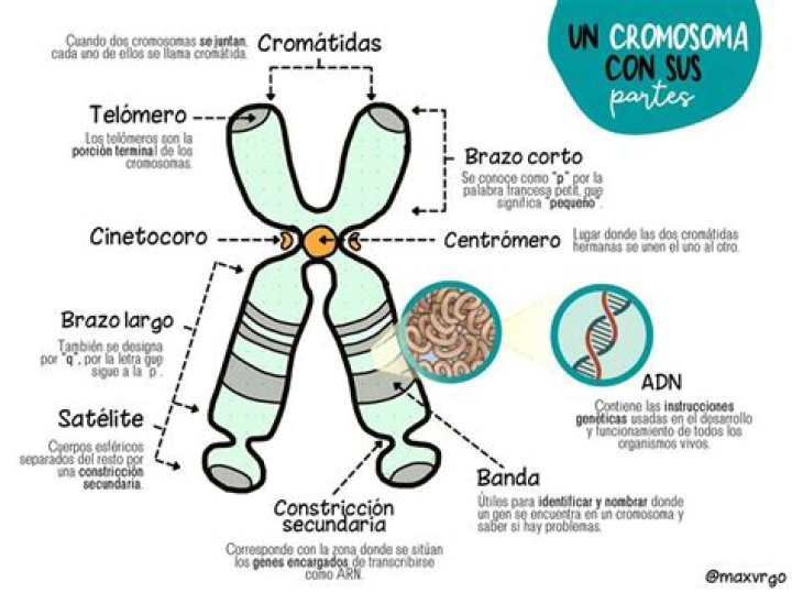 ¿Cuáles son las partes de un cromosoma?