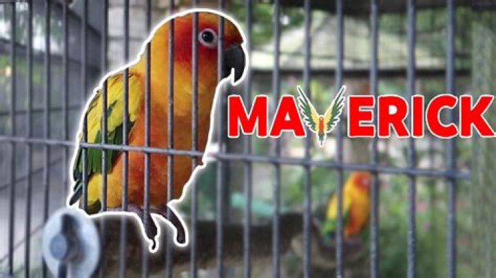 Did Maverick the Parrot die?