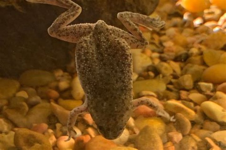 Do African dwarf frogs sleep underwater?