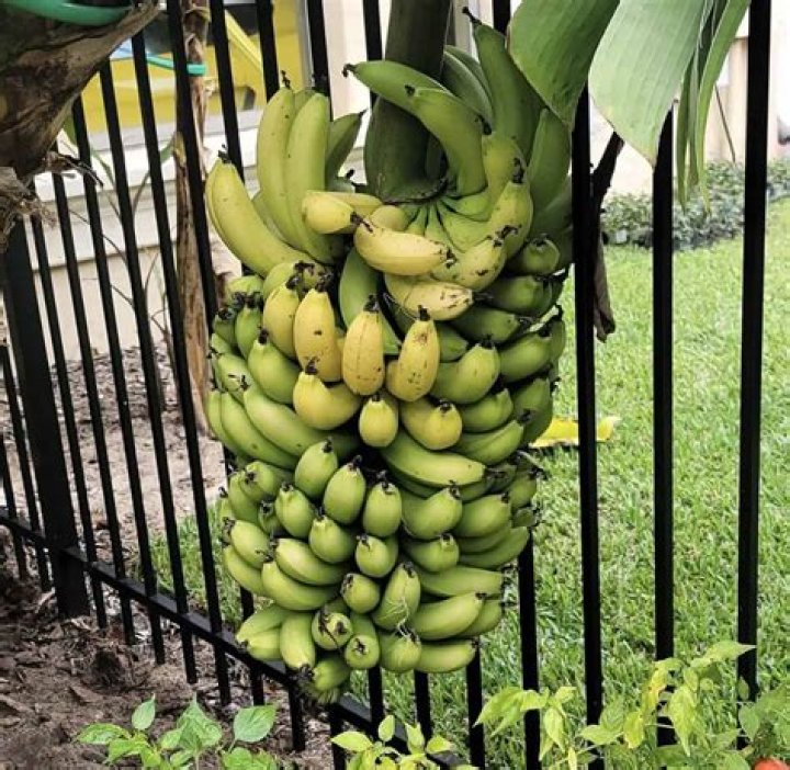Do all banana trees grow bananas?