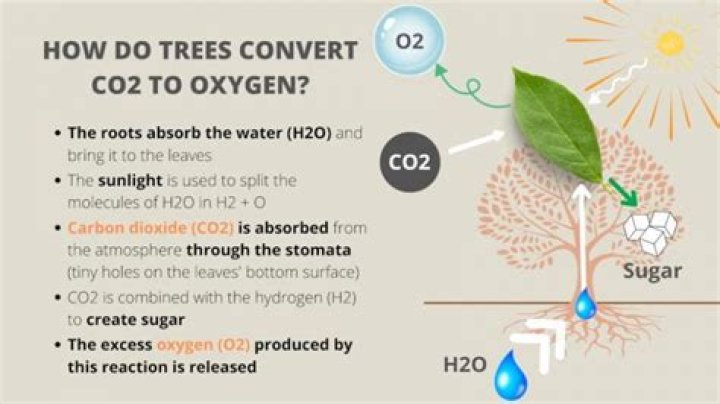 Do all plants convert co2 to oxygen