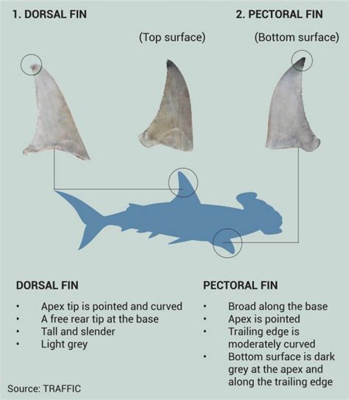 Do all sharks have a dorsal fin?
