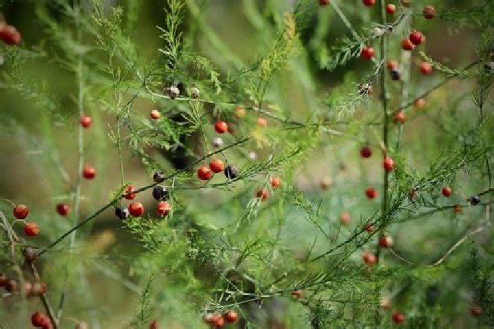 Do asparagus plants have berries