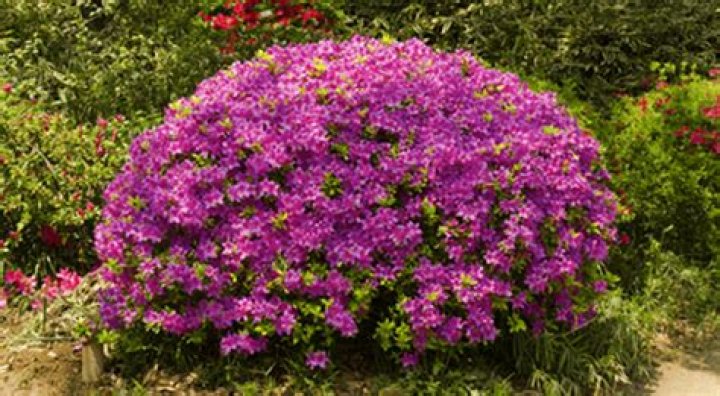 Do azaleas grow in Tennessee