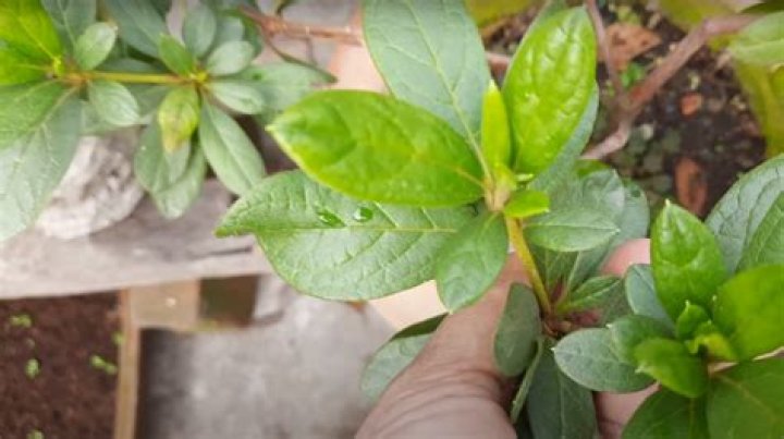 Do azaleas have deep roots