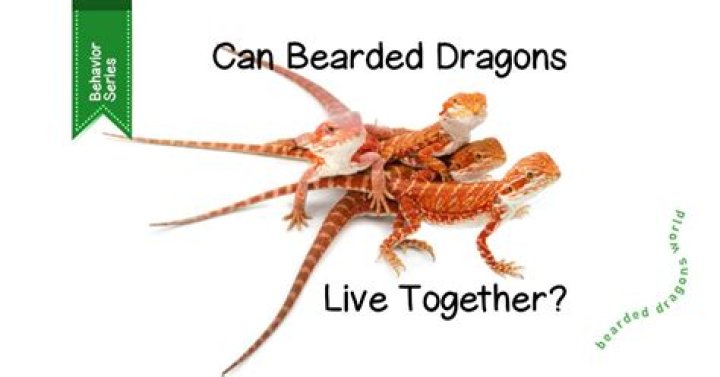Do bearded dragons have enemies?