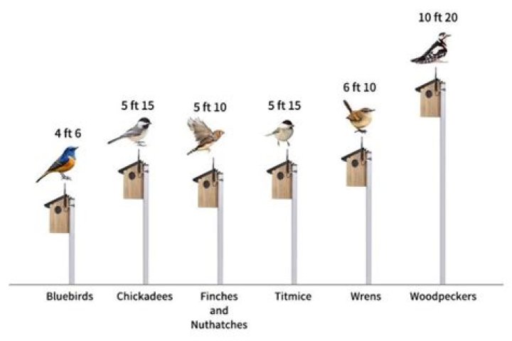Do birds use birdhouses? | ContextResponse.com