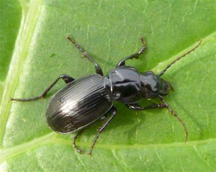 Do black clock beetles bite