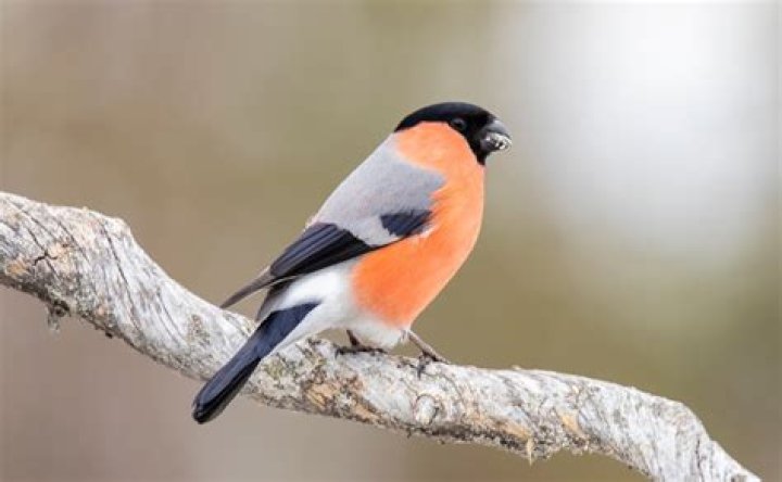 Do bullfinches mate for life