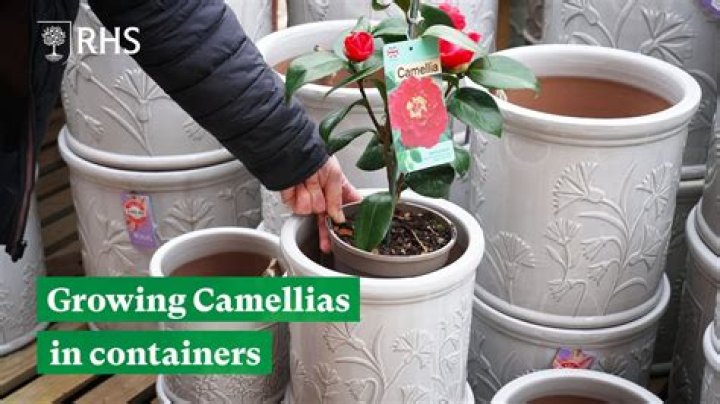 Do Camellias grow fast