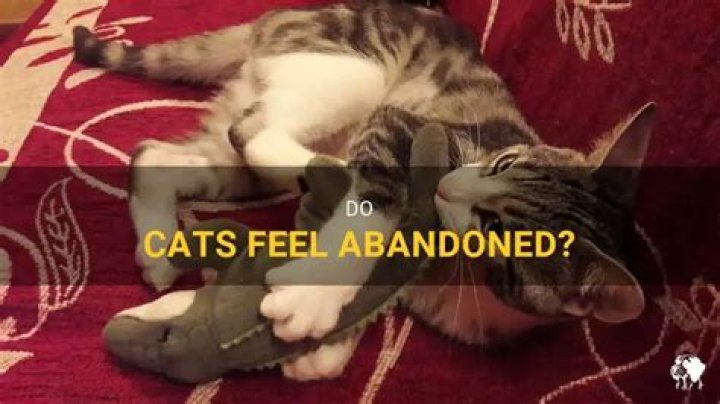 Do cats feel abandoned?