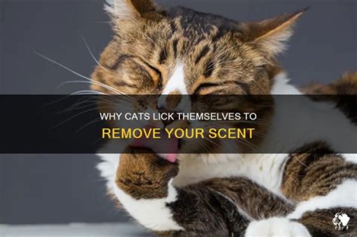Do cats lick themselves to get your scent off?