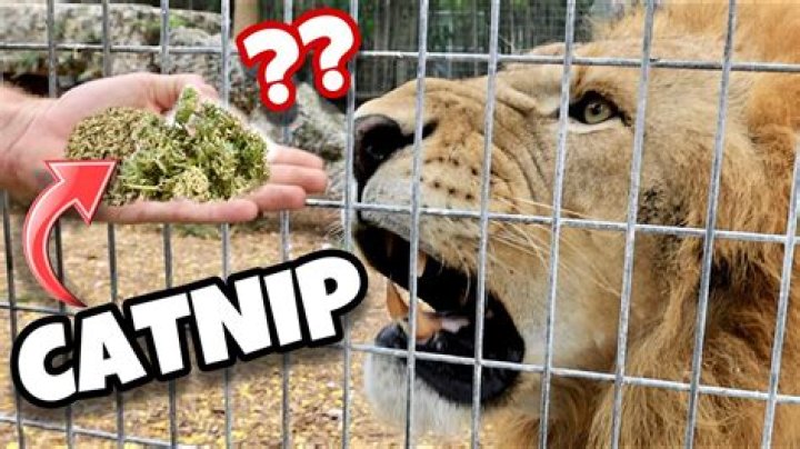 Do cats like live catnip