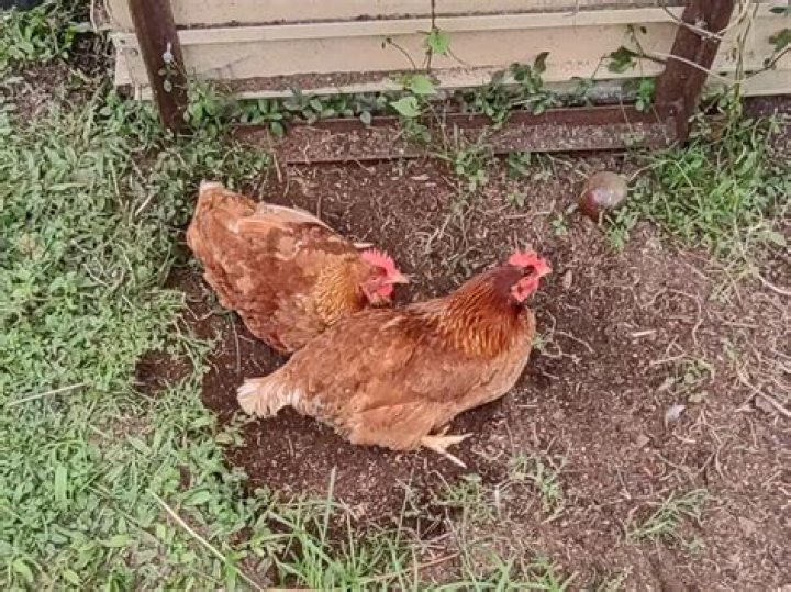 Do chickens destroy your garden?