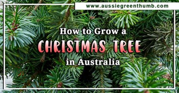 Do Christmas trees grow in pots?