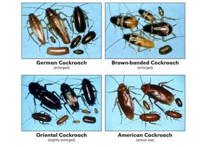 Do cockroaches have natural enemies?