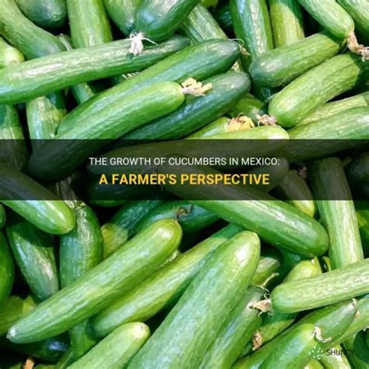 Do cucumbers grow in Mexico