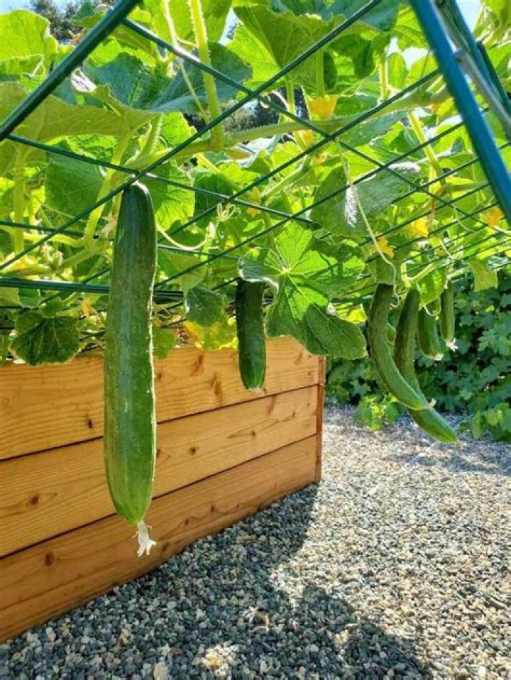 Do cucumbers keep ants away