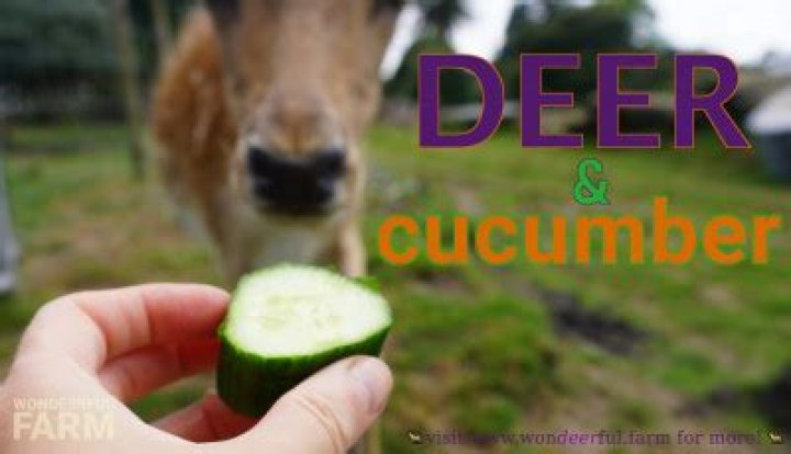 Do deer eat cucumbers