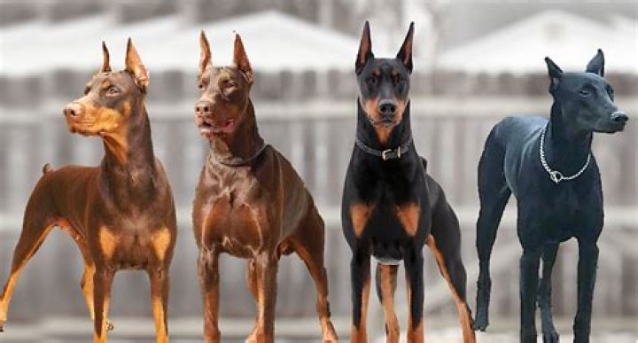 Do Doberman dogs shed a lot?