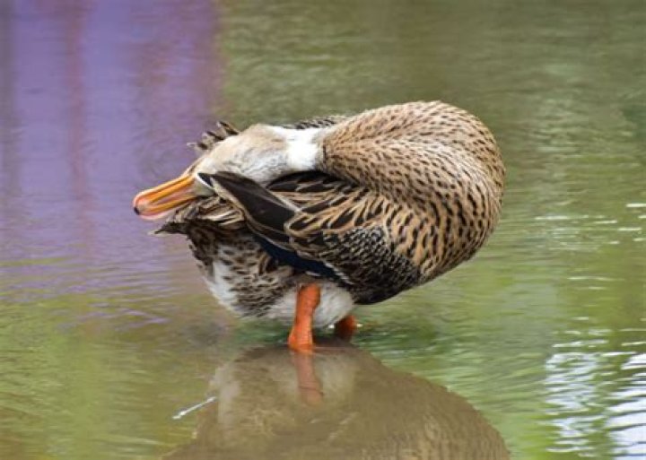 Do ducks make nests? | ContextResponse.com