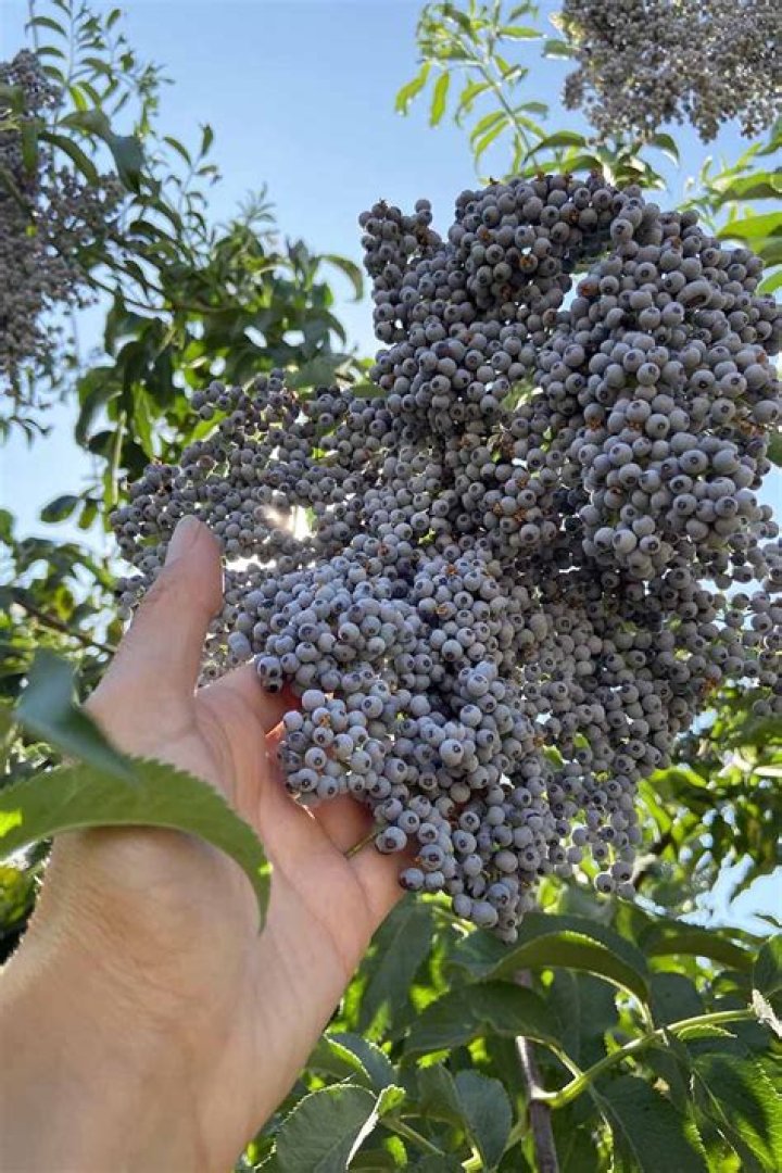 Do elderberries grow in Florida?