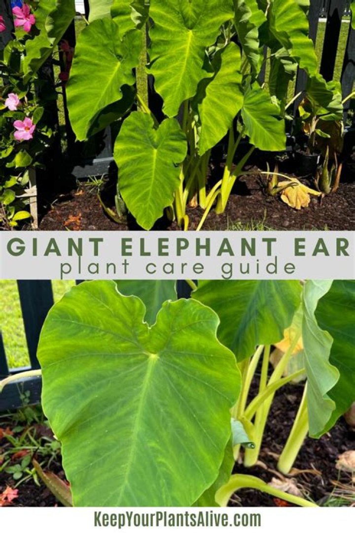 Do elephant ear plants have flowers?