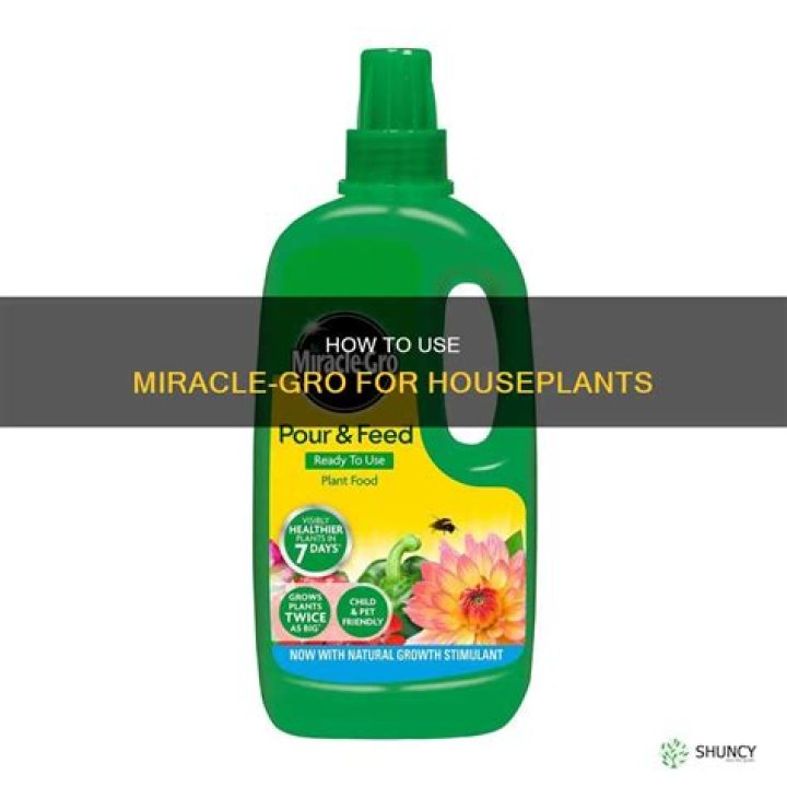 Do ferns like Miracle Grow