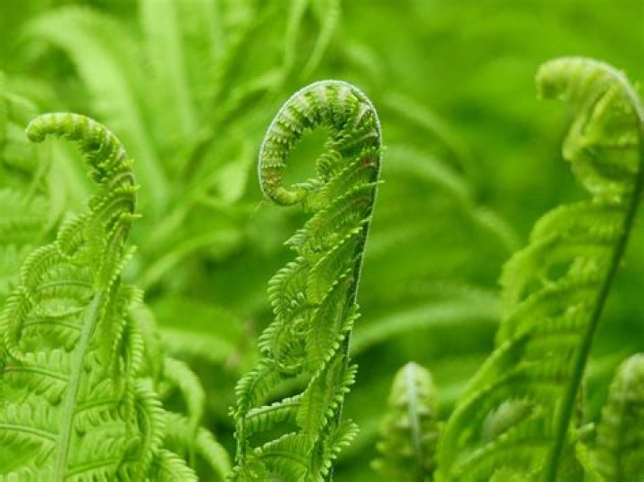 Do Fiddleheads grow in Wisconsin