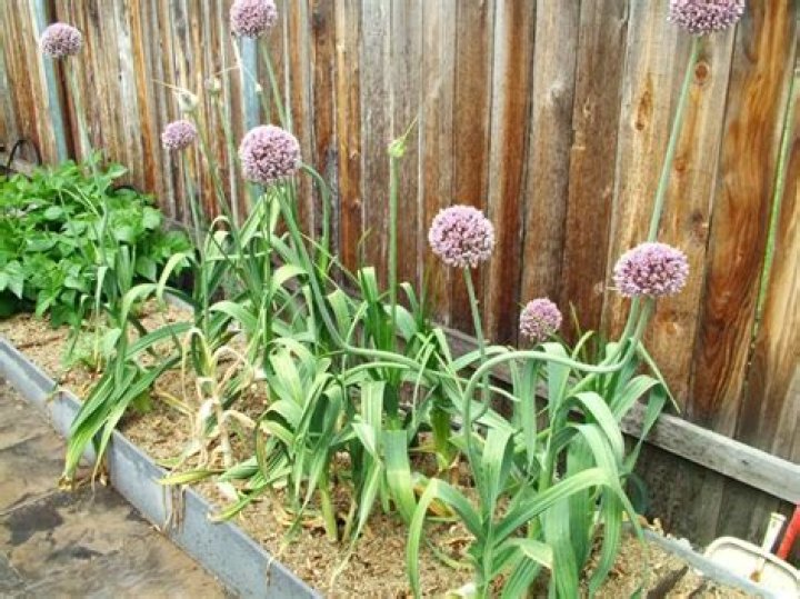 Do garlic plants have flowers