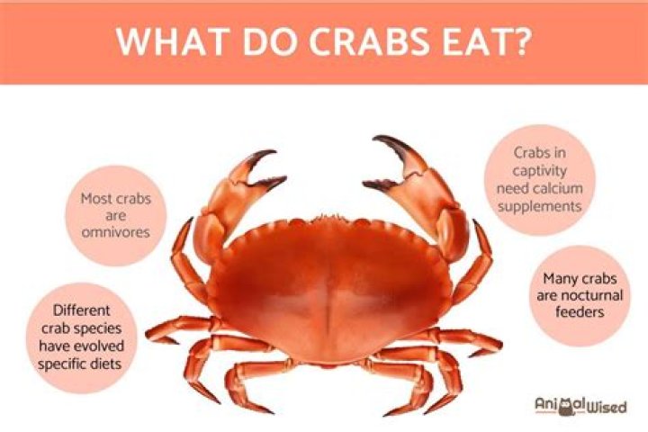 Do ghost crabs hibernate?
