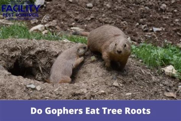 Do gophers eat tree roots