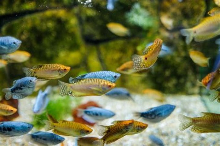 Do gourami fish eat other fish