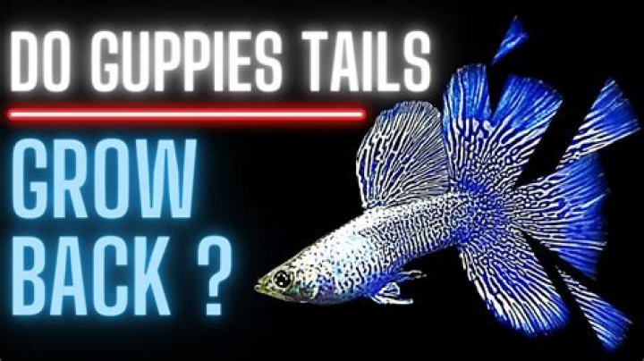 Do guppies tails grow back