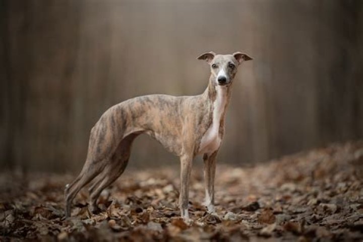 Do head shops sell whippets