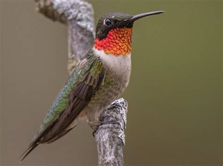Do hummingbirds have a mouth?