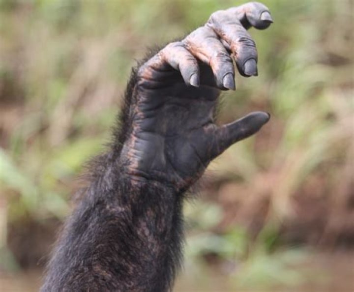 Do monkeys have nails or claws?